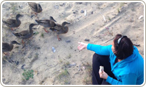 Duck Feeding